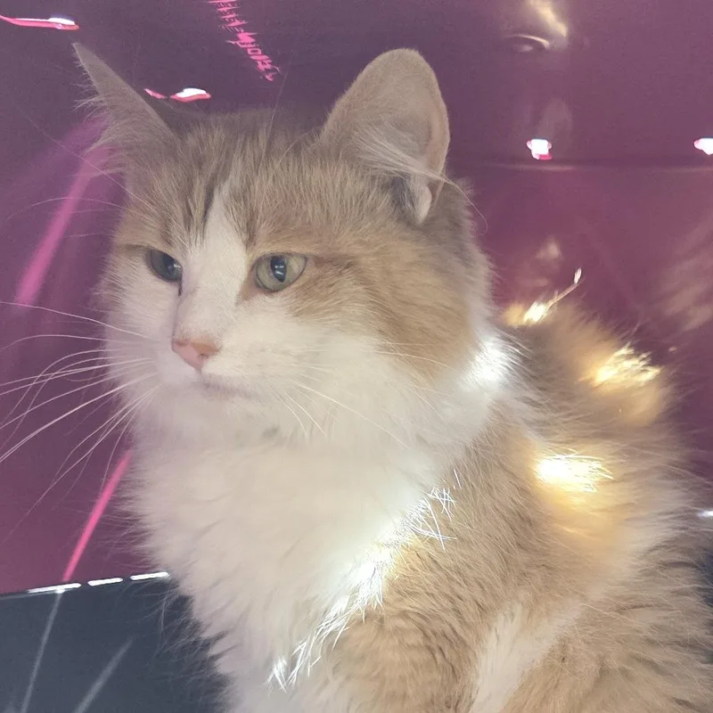 Floofy thumbnail 4