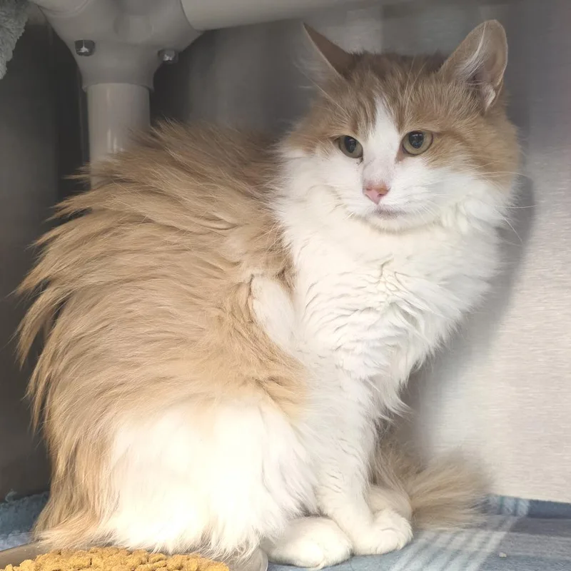 Floofy thumbnail 5