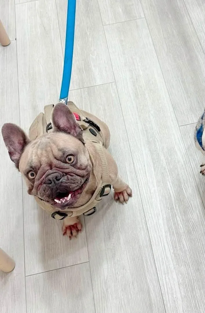 Cookie