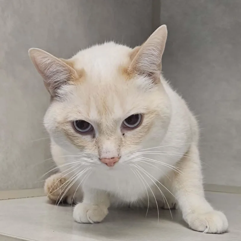 An adult large-sized male Flame Point Domestic Short Hair cat named Theodore for adoption in Wapakoneta, OH