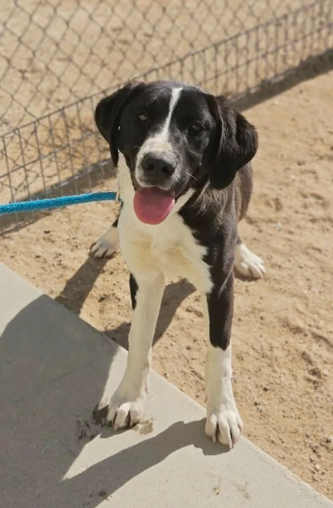 A baby medium-sized female Border Collie dog named Dixie for adoption in California City, CA