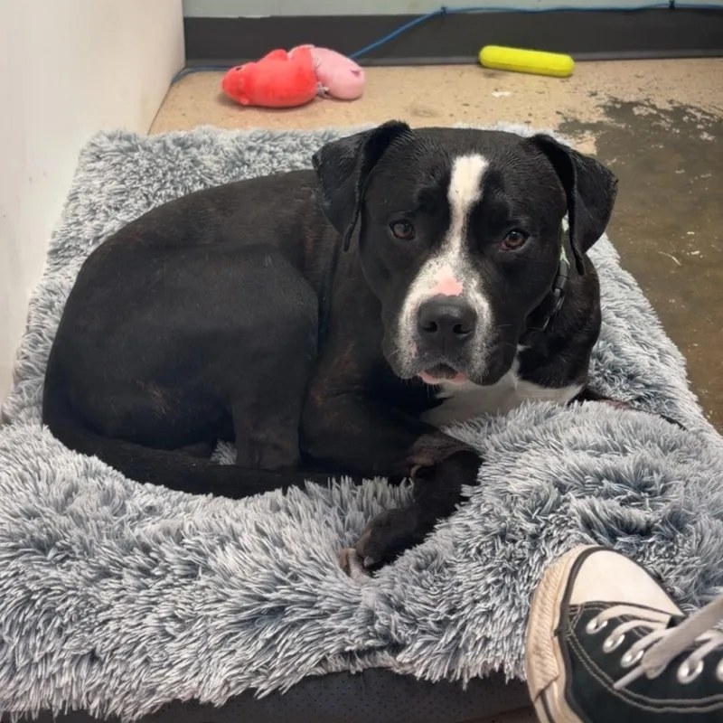 An adult large-sized male Brindle Pit Bull Terrier dog named Tito for adoption in Columbia, MO