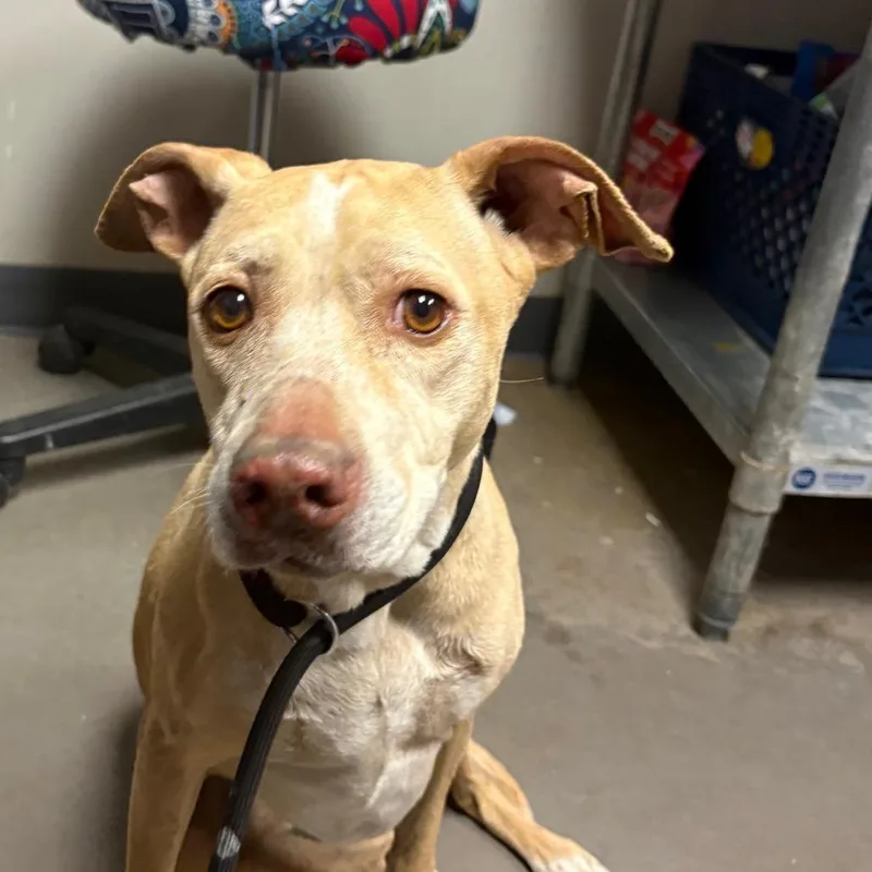 A senior medium-sized female Yellow / Tan / Blond / Fawn Mixed Breed dog named Pixie for adoption in Yuma, AZ