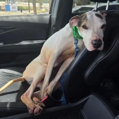 An adult medium-sized male White / Cream Mixed Breed dog named Conan for adoption in Clearwater, FL