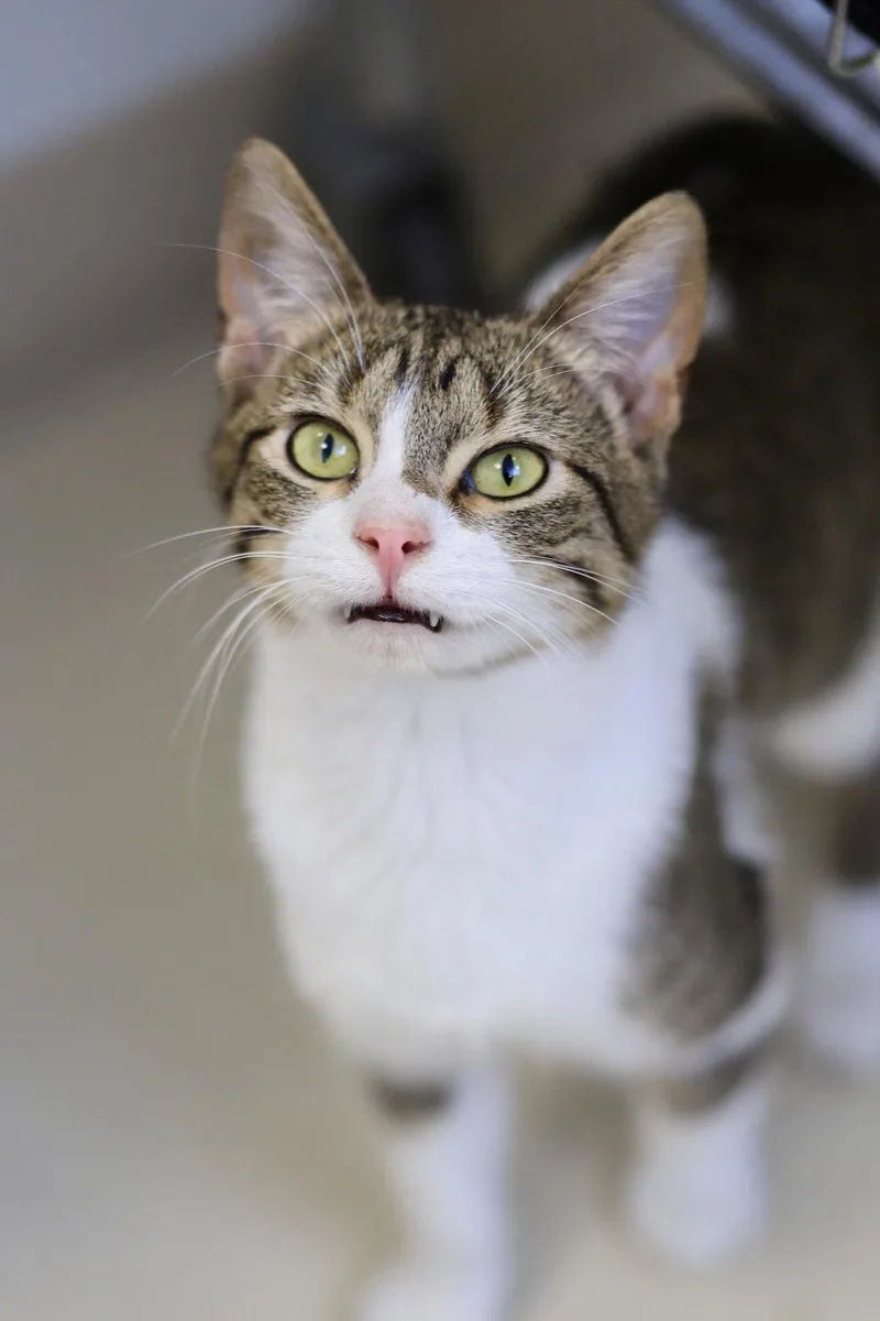 A young small-sized male Domestic Short Hair cat named Juan for adoption in Webster, WI