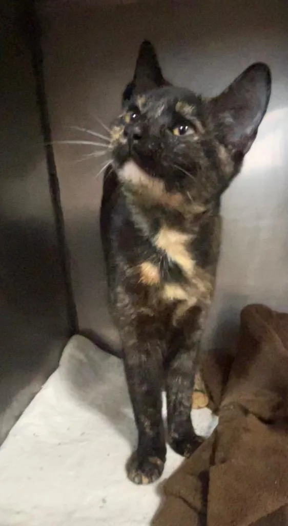 A baby medium-sized female Domestic Short Hair cat named Bella for adoption in New Manchester, WV
