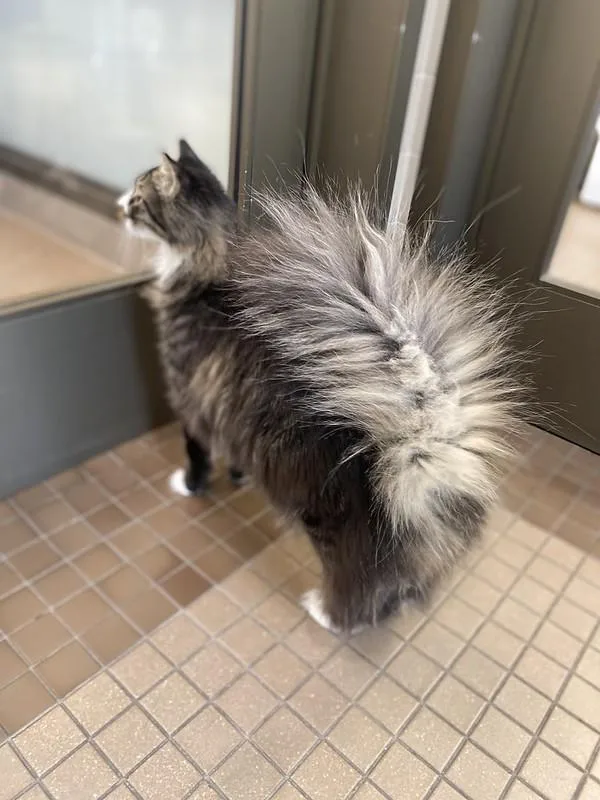 A young medium-sized male Domestic Long Hair cat named Felix for adoption in Truckee, CA