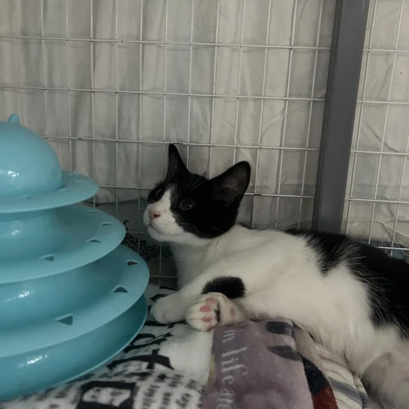 A baby small-sized female Black Domestic Short Hair cat named Flopsy for adoption in Middle Village, NY