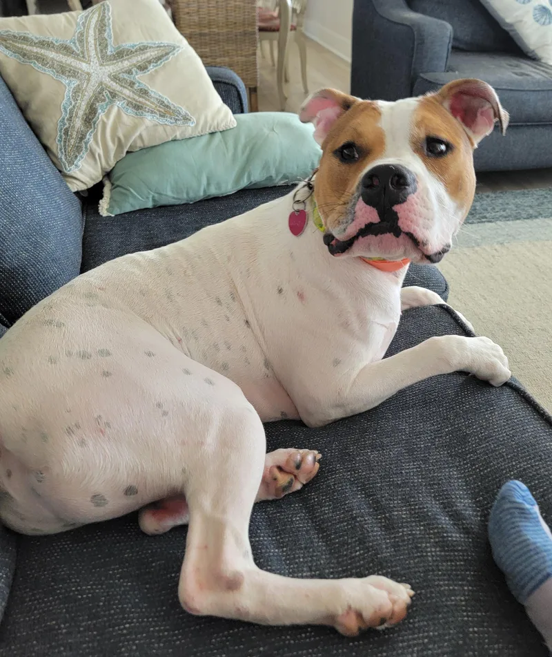 A young large-sized male White / Cream Boxer dog named Rosco for adoption in Houston, TX