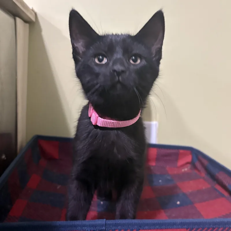 A baby medium-sized female Black Domestic Short Hair cat named Star for adoption in East Brunswick, NJ