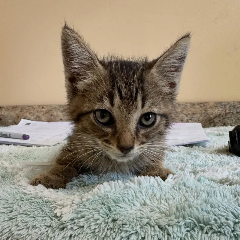 A baby small-sized male Gray / Blue / Silver Domestic Short Hair cat named Creamsicle for adoption in Corinth, MS