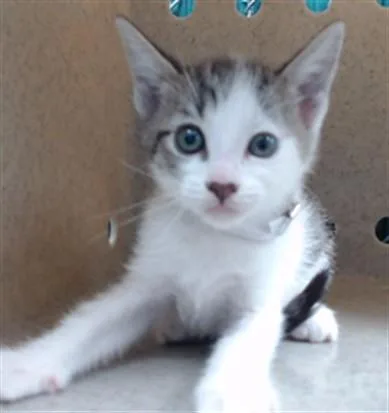 A baby small-sized female Domestic Short Hair cat named A for adoption in Downey, CA