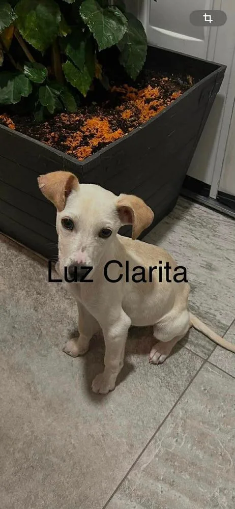 A young medium-sized female Yellow / Tan / Blond / Fawn Mixed Breed dog named Luz Clarita for adoption in Cortez, CO