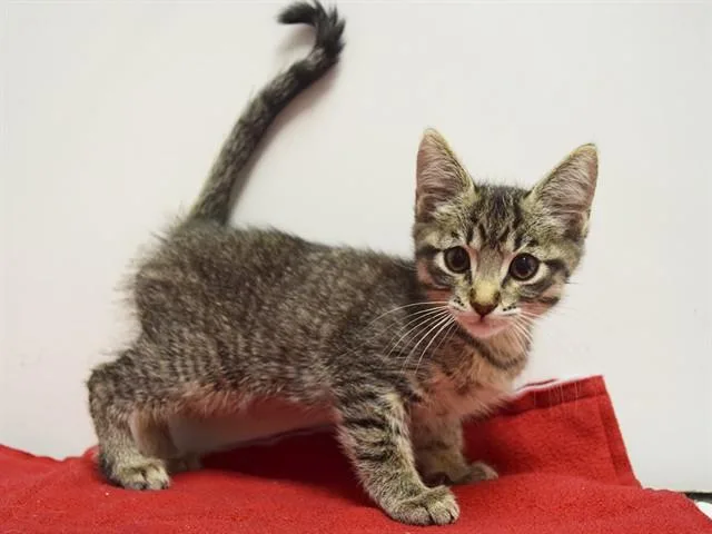 A baby small-sized male Domestic Short Hair cat named Amalie for adoption in Sacramento, CA