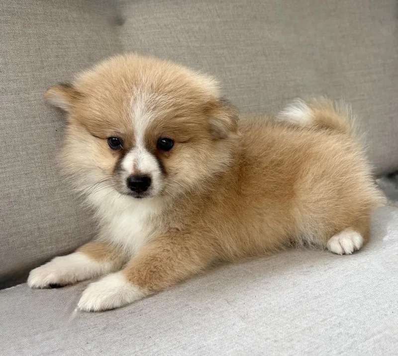A baby small-sized male Pomeranian dog named Ace for adoption in Chesterfield, MI