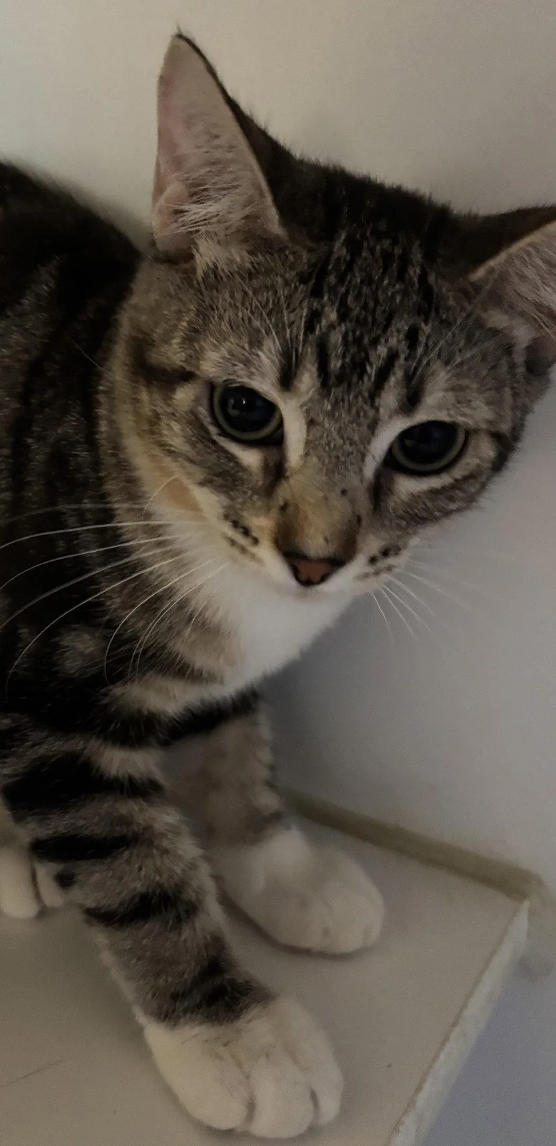 A young medium-sized female Domestic Short Hair cat named Eliana for adoption in Phoenix, AZ