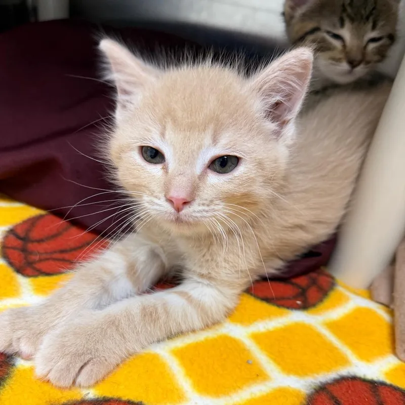 A baby small-sized male Orange / Red Domestic Short Hair cat named Boreal for adoption in Detroit Lakes, MN