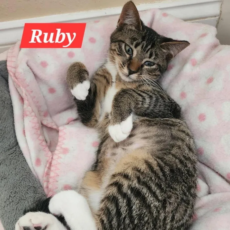 Ruby thumbnail 2