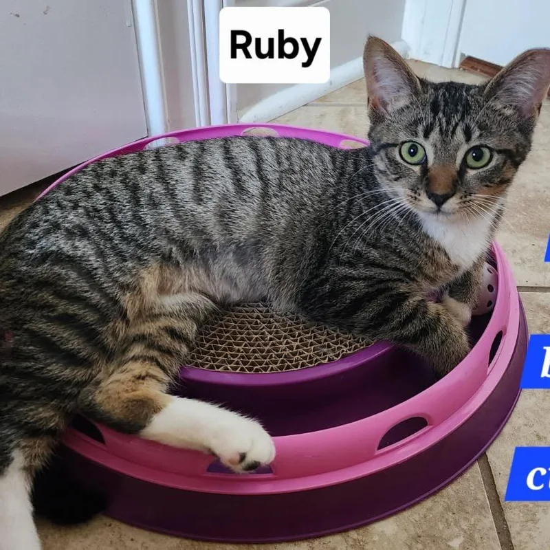 Ruby thumbnail 3