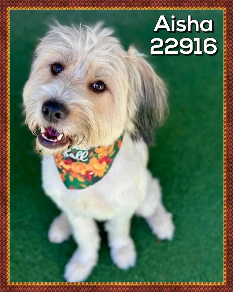 An adult medium-sized female Terrier dog named Aisha for adoption in Marietta, GA
