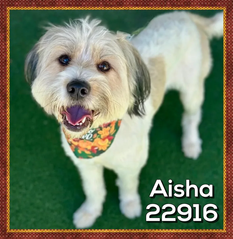 Aisha thumbnail 4