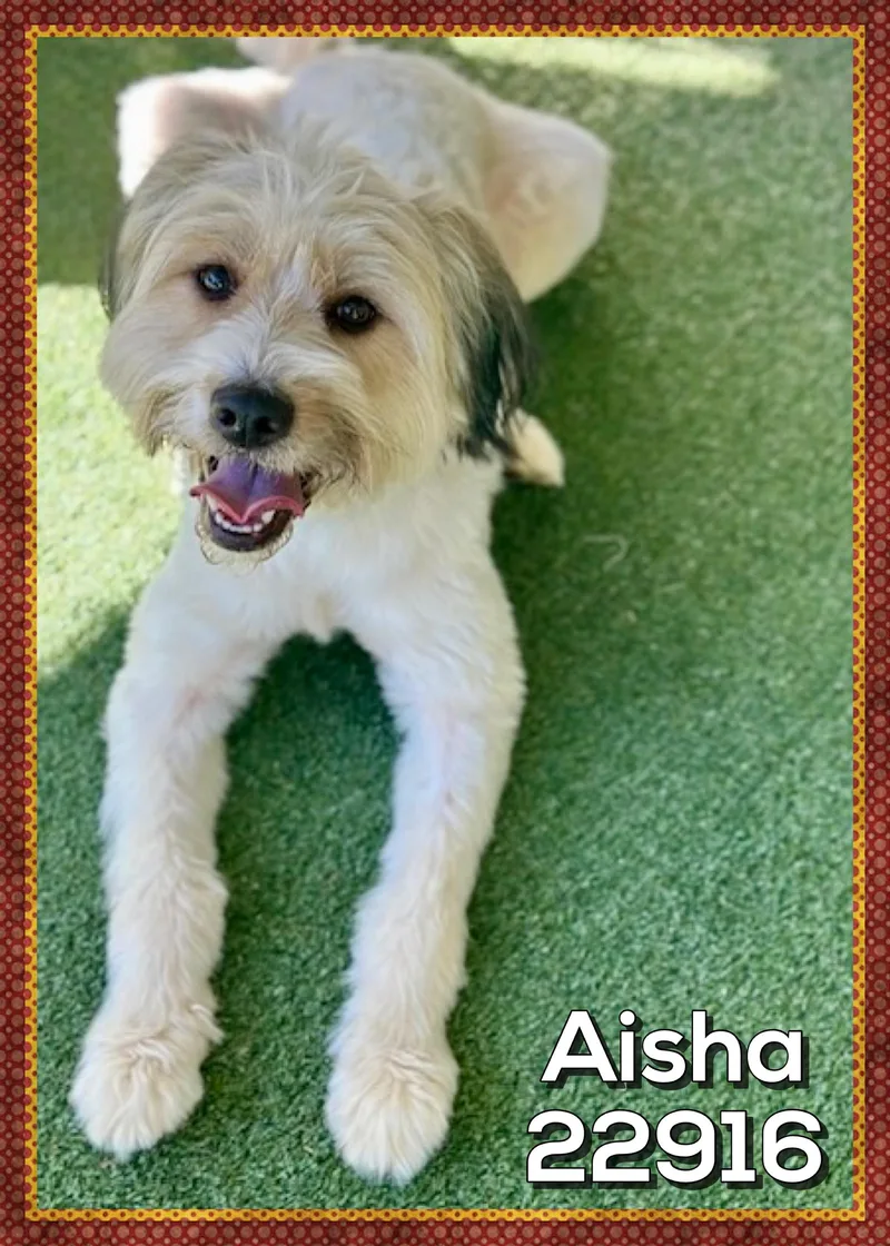 Aisha thumbnail 5