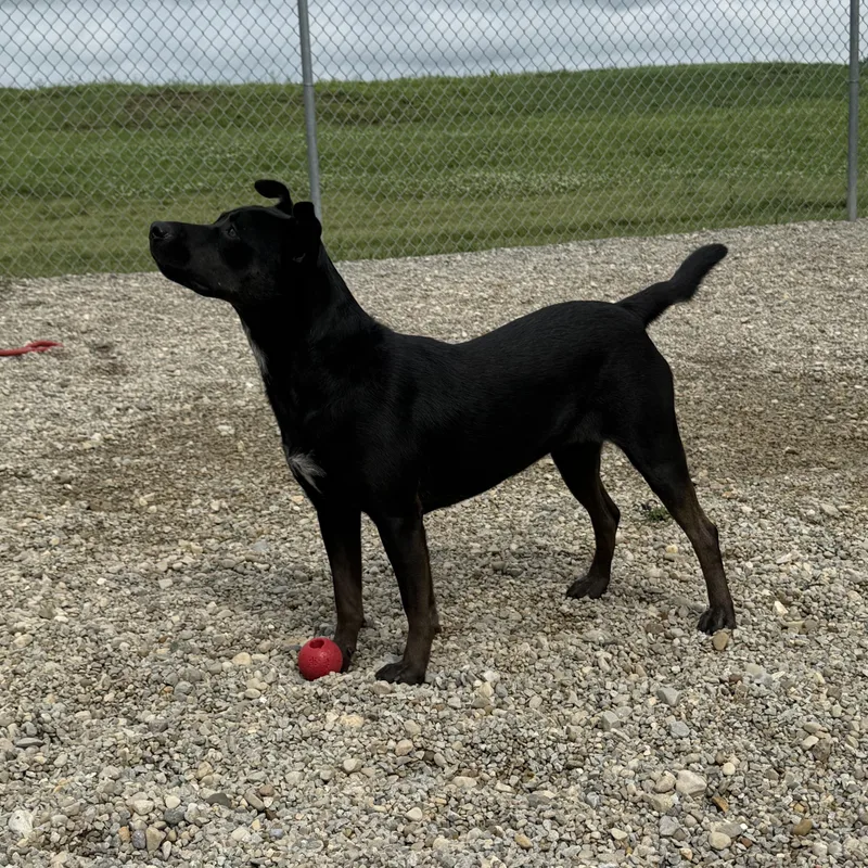 A young medium-sized female Black Patterdale Terrier / Fell Terrier dog named Velvet for adoption in Wilmington, OH