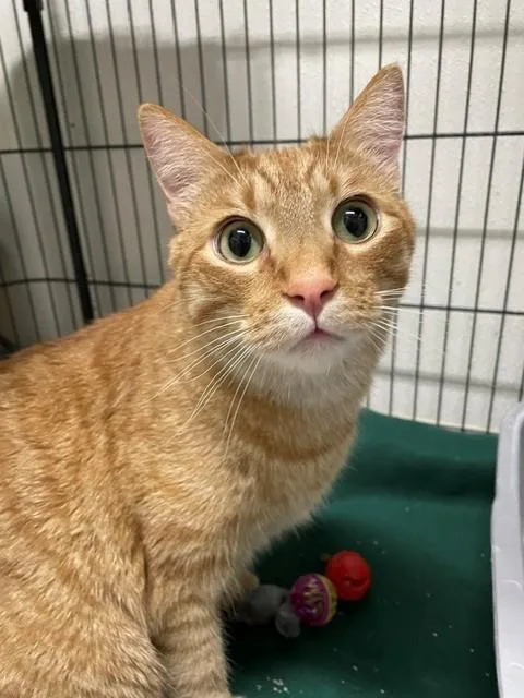 An adult medium-sized male Tabby (Orange / Red) Domestic Short Hair cat named Tot for adoption in Hayward, WI