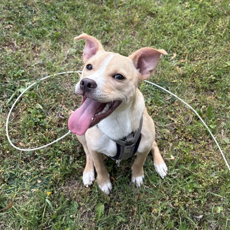 A young medium-sized female Yellow / Tan / Blond / Fawn Terrier dog named Penelope for adoption in Alexandria, VA