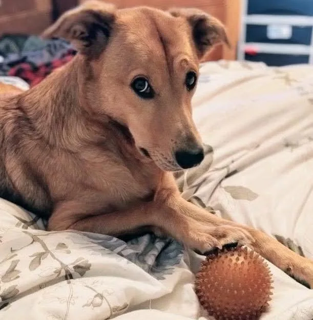 An adult medium-sized female Shepherd dog named Zuzu for adoption in Colville , WA
