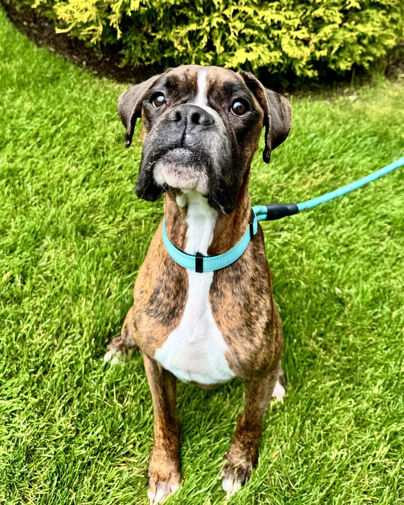 An adult large-sized male Boxer dog named Reggie for adoption in Monticello, NY