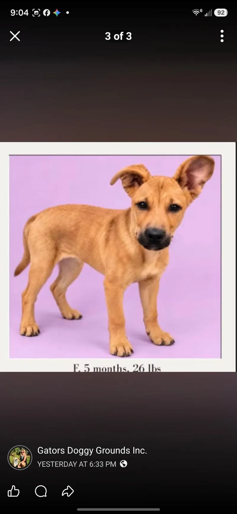 A baby medium-sized female Labrador Retriever dog named Sofia for adoption in Hortense, GA