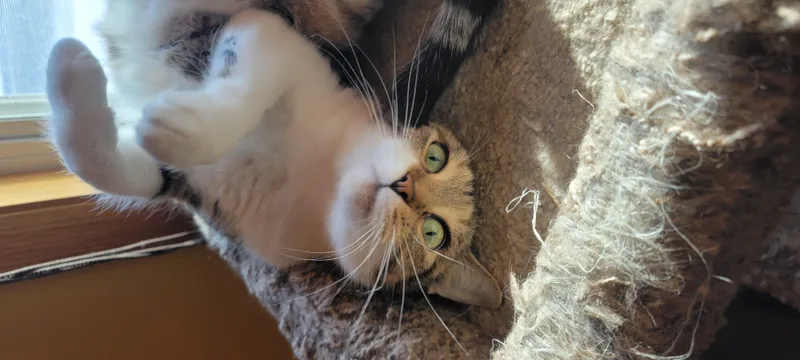 Cookie thumbnail 4