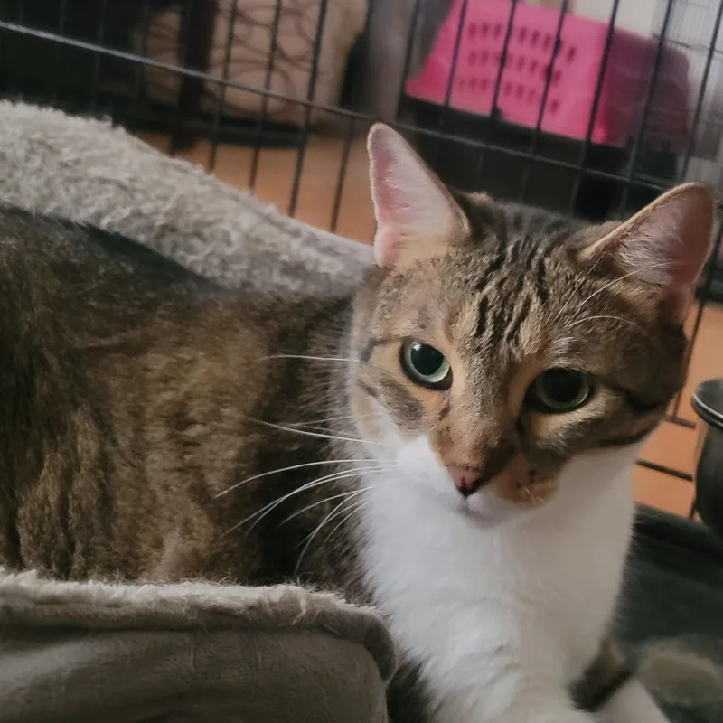 An adult medium-sized female Domestic Short Hair cat named Cookie for adoption in Anoka, MN