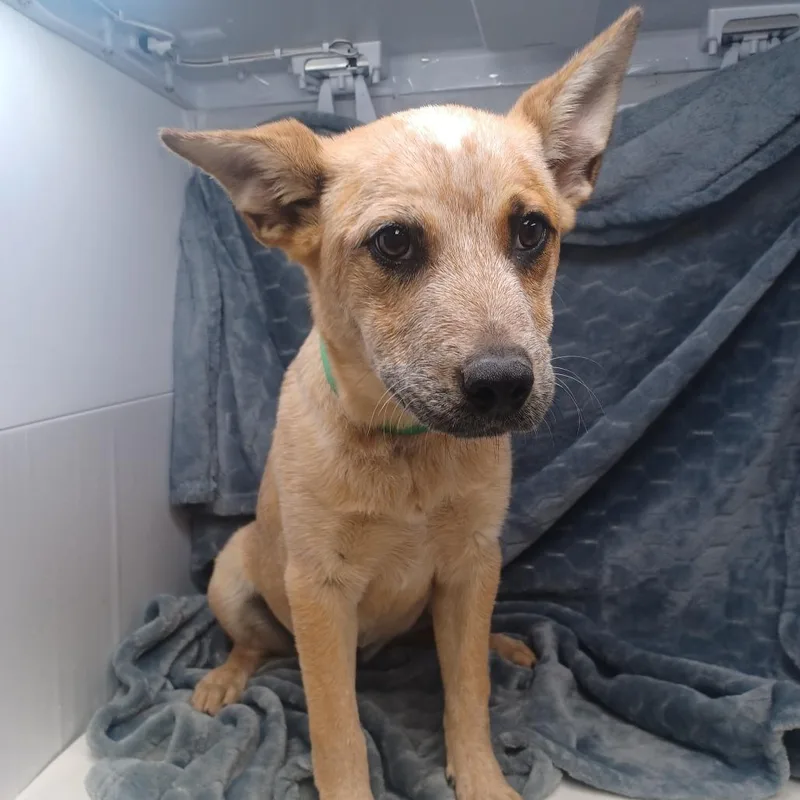 A young small-sized female Cattle Dog dog named Heely for adoption in New Tazewell, TN