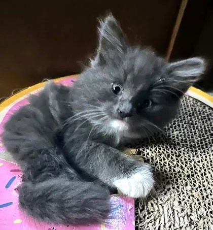 Kai