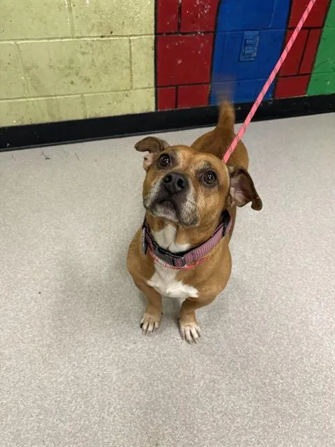 A young medium-sized male Pit Bull Terrier dog named Gunner for adoption in Indianapolis, IN