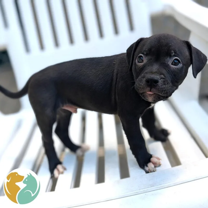 A baby small-sized male Black Pit Bull Terrier dog named Siete for adoption in Toledo, OH