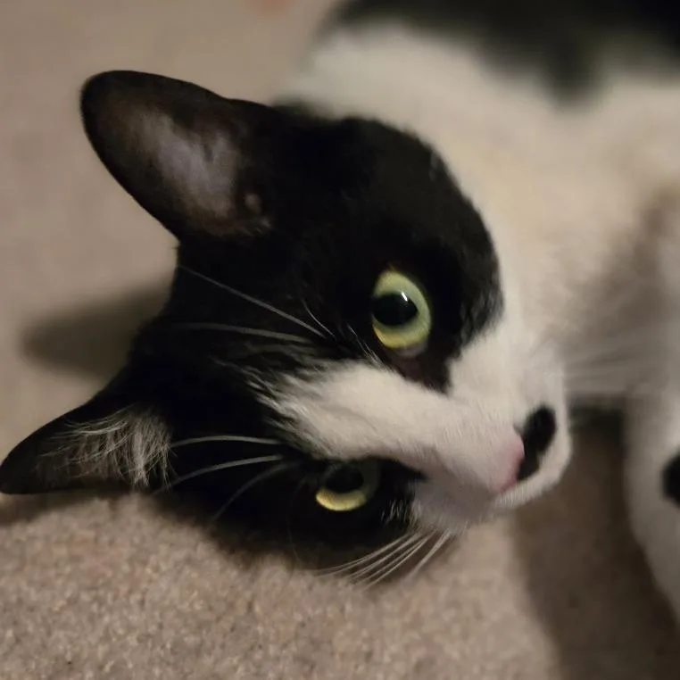 A young medium-sized female Domestic Short Hair cat named Oreo Mom for adoption in Cumming, GA