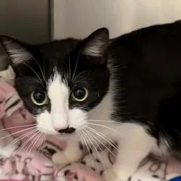 Oreo Mom thumbnail 2
