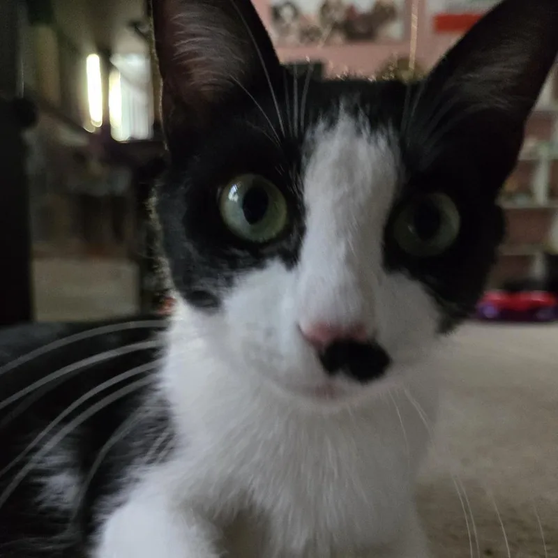 Oreo Mom thumbnail 3