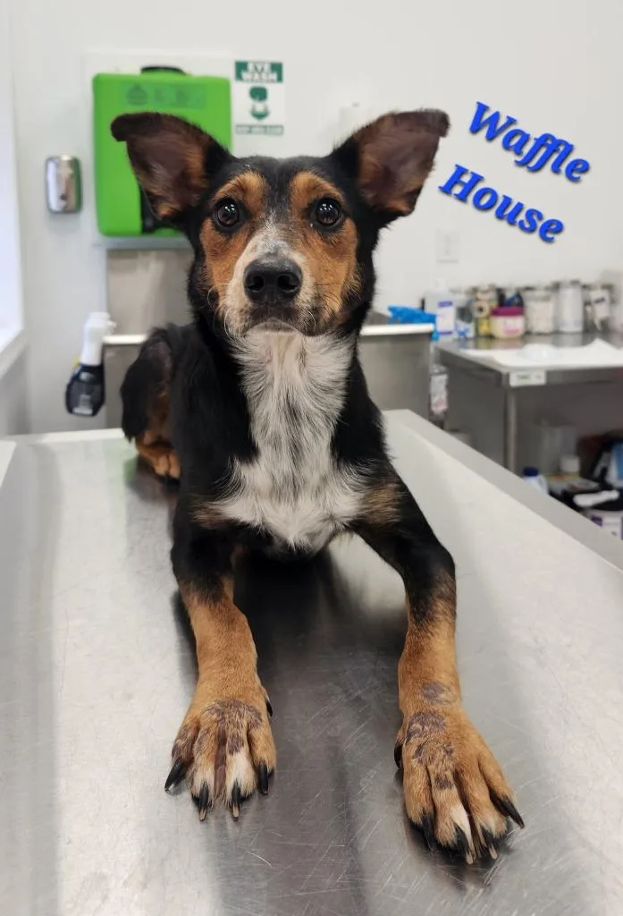 A young medium-sized female Australian Cattle Dog / Blue Heeler dog named Waffle House for adoption in Cambridge, MD