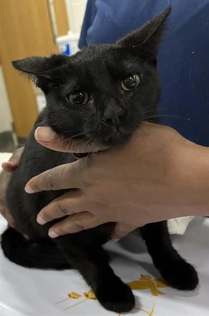 A young small-sized female Domestic Short Hair cat named Shelby for adoption in Upper Marlboro, MD