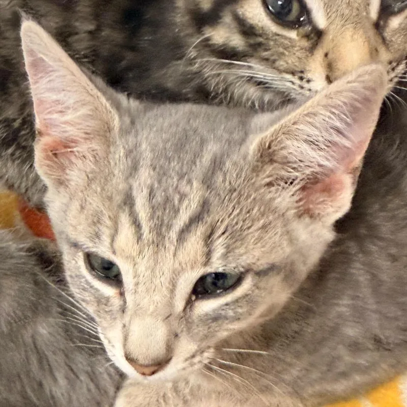 A baby small-sized male Gray / Blue / Silver Domestic Short Hair cat named Yoshi for adoption in Evansville, IN