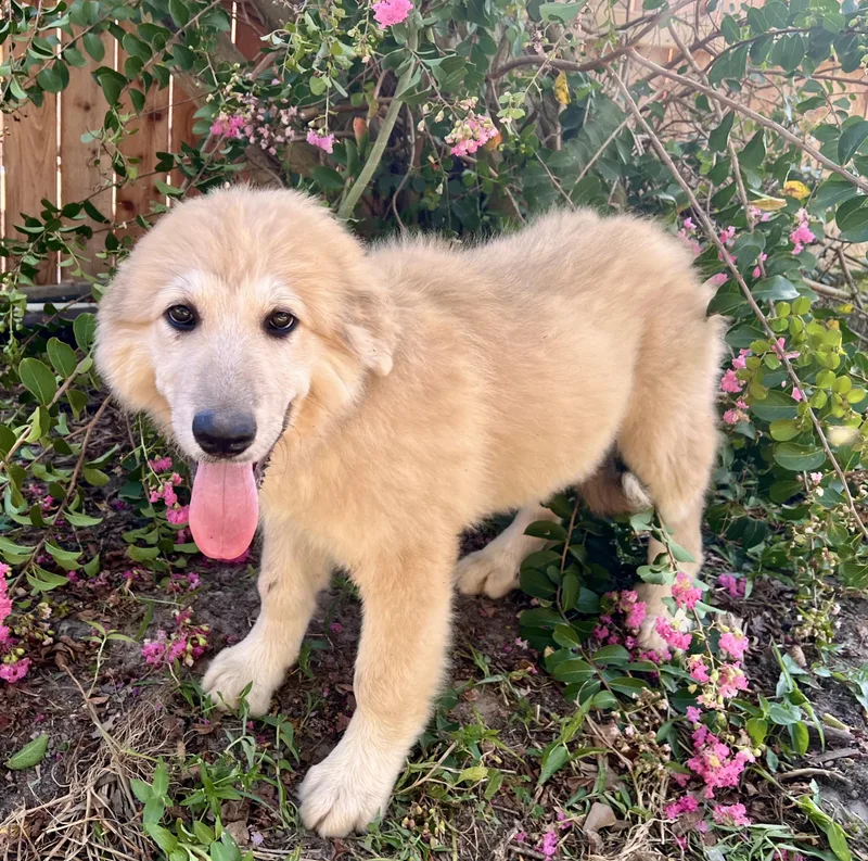 A baby large-sized female White / Cream Great Pyrenees dog named Twix for adoption in Spring, TX