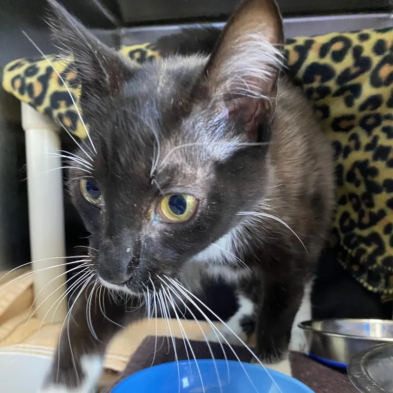 A young medium-sized male Black Domestic Short Hair cat named Admiral for adoption in Grand Rapids, MI