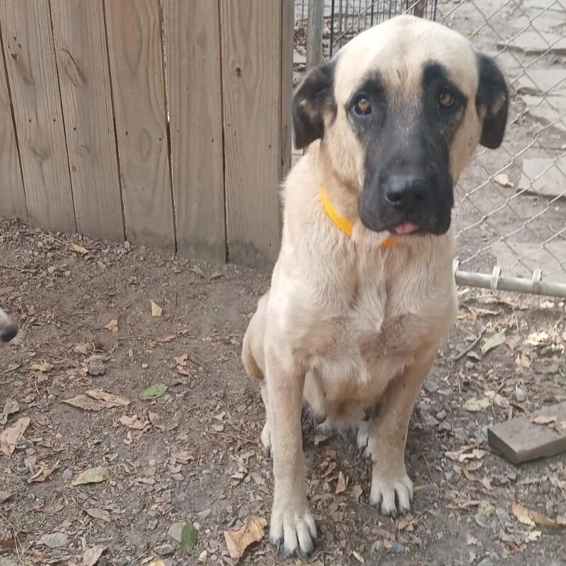 A young large-sized female Mastiff dog named Iris for adoption in Windsor, CO