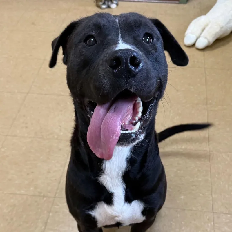 A young large-sized male Labrador Retriever dog named Acer for adoption in Alexandria, VA