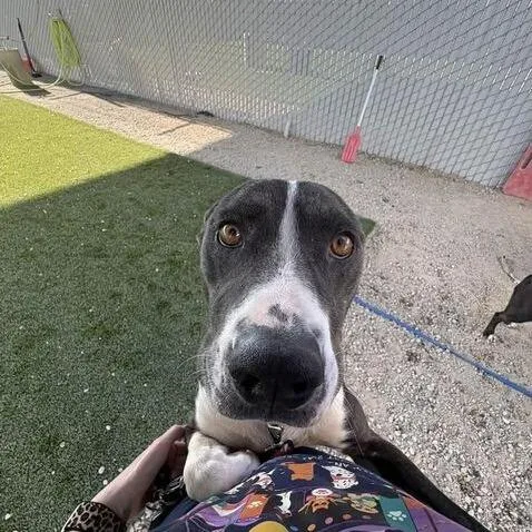 An adult medium-sized female Black Pit Bull Terrier dog named Carousel for adoption in Turlock, CA
