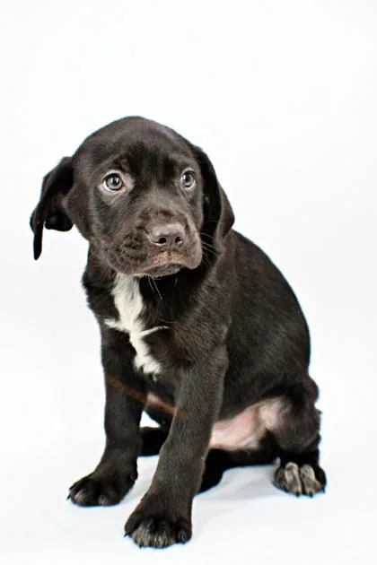 A baby medium-sized male Australian Shepherd dog named Brayden for adoption in Morton Grove, IL